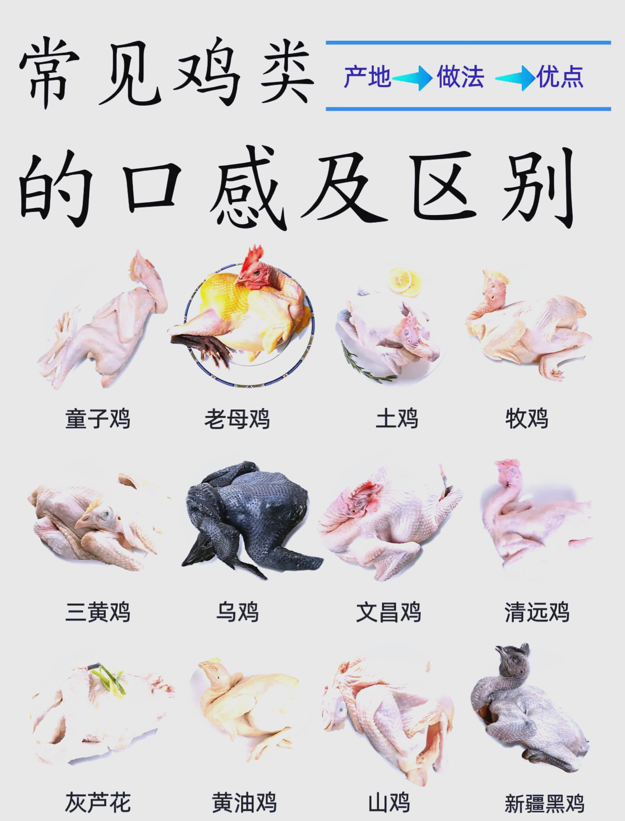 鸡的品种鸡的品种介绍