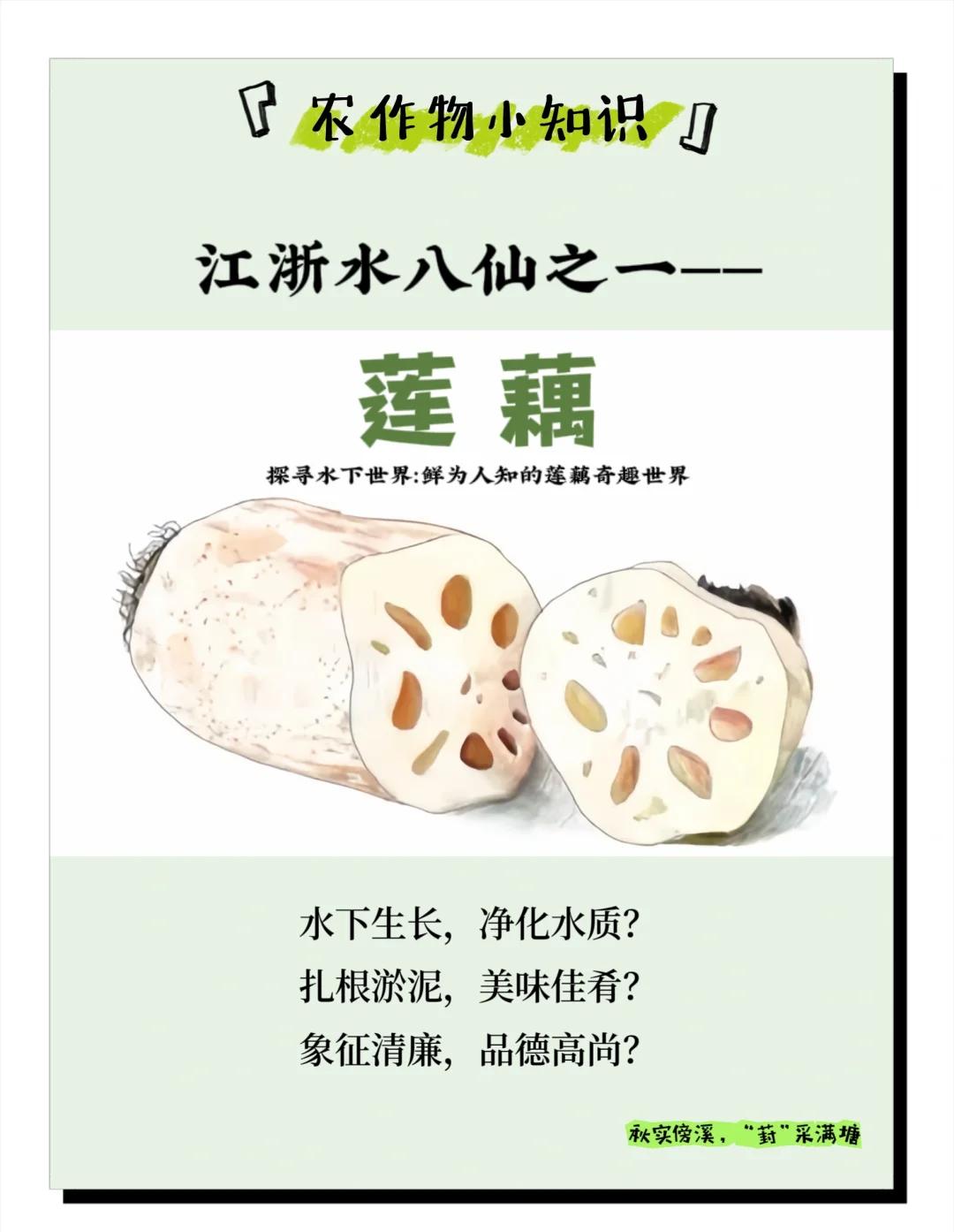 莲藕的拼音介绍