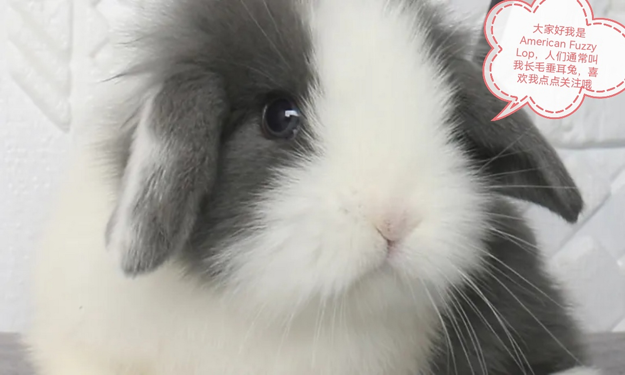 荷兰垂耳兔聪明吗