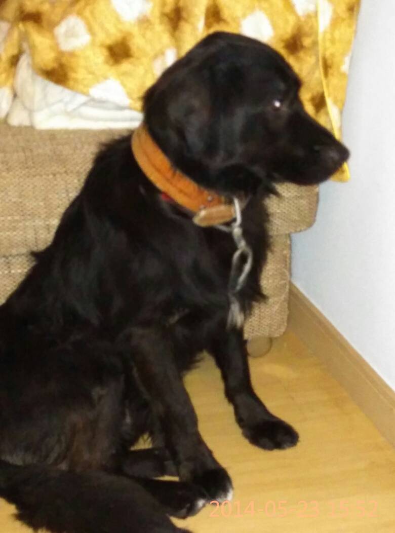 黑色金毛长啥样子呢