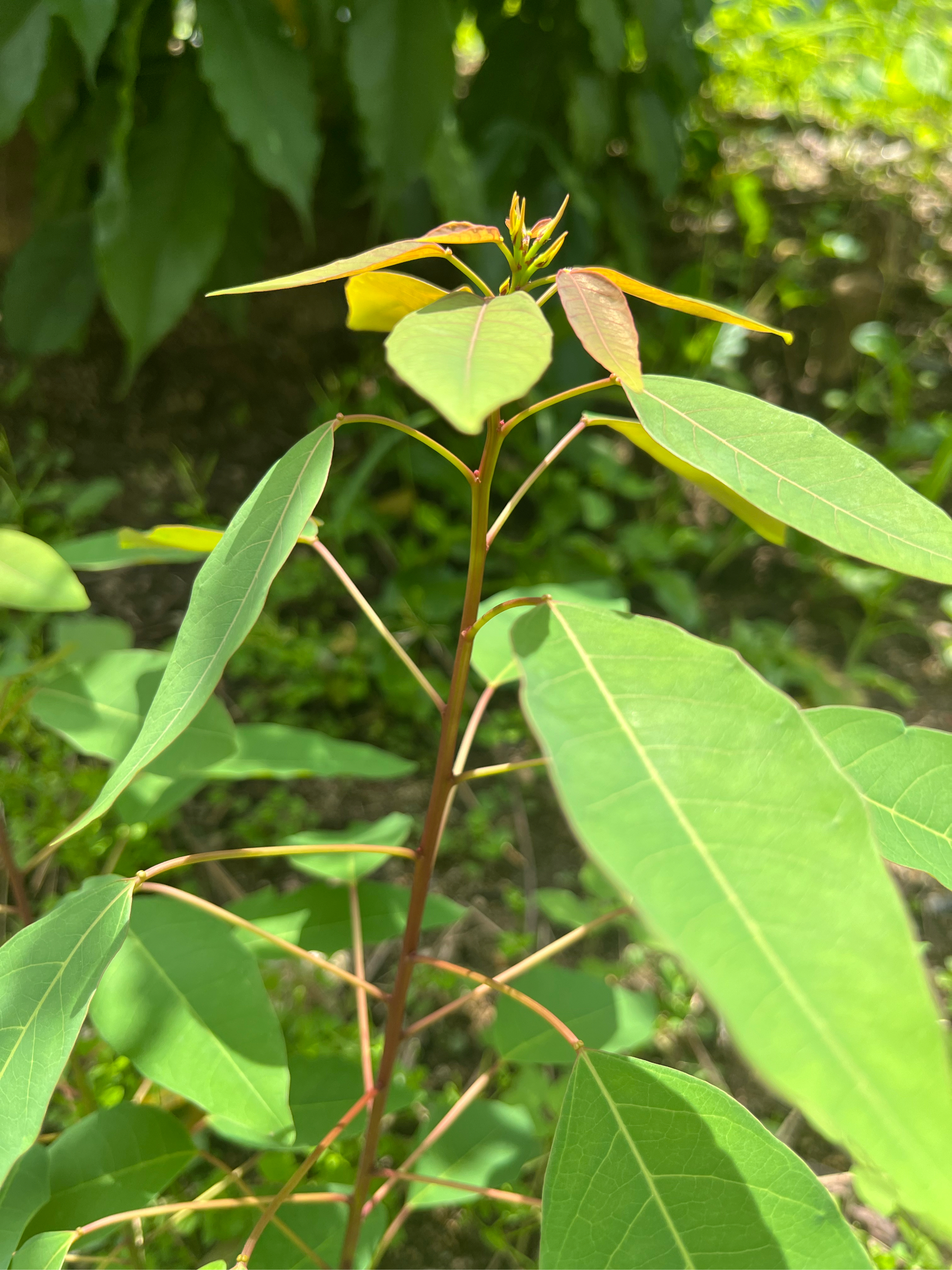 乌柏的作用和功效乌柏简介