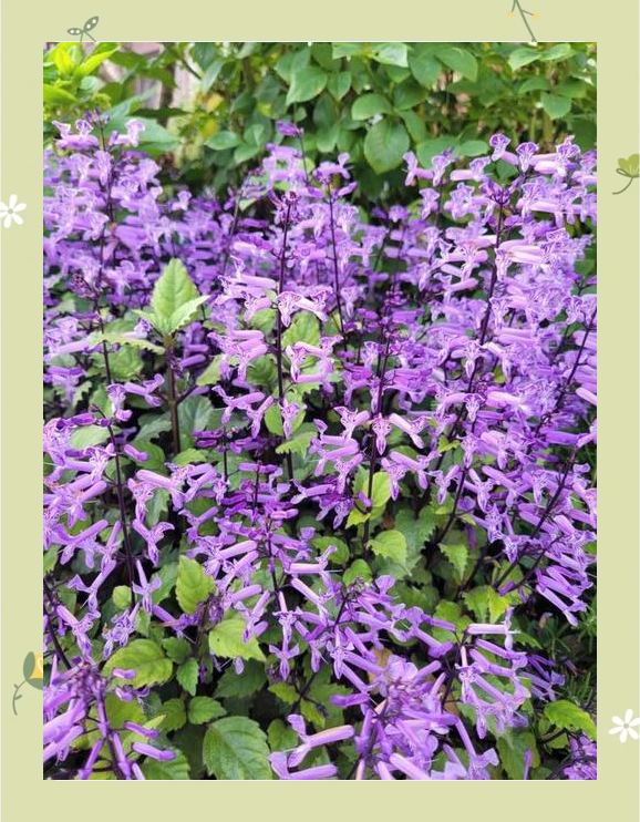 紫色的茶文雅好听的名字