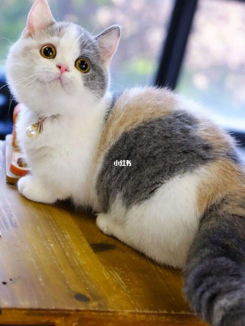 曼赤肯猫多少钱一只短腿猫是什么品种