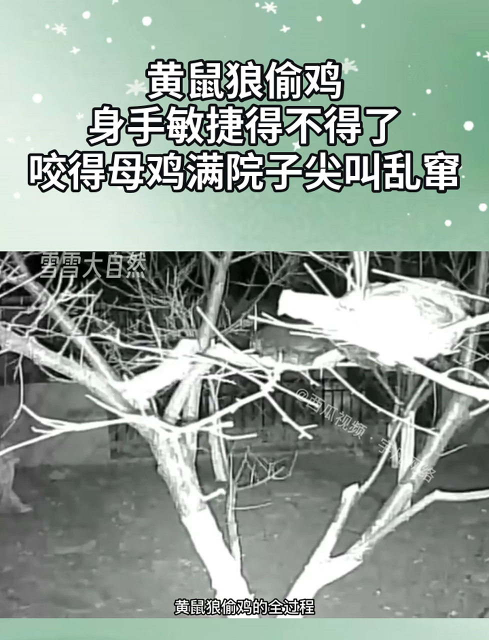 黄鼠狼吃鸡,很是苦恼!得咋处理呢?求解