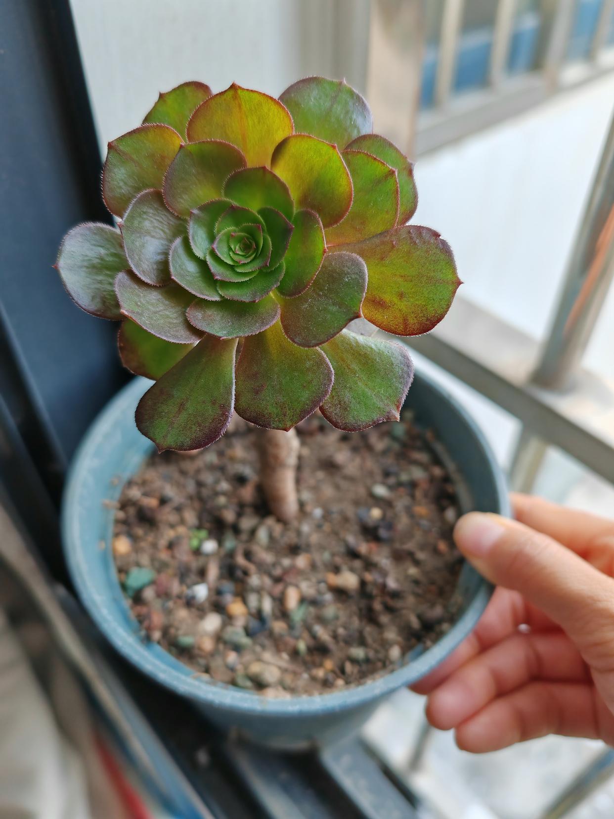 万行法师的养殖方法和注意事项